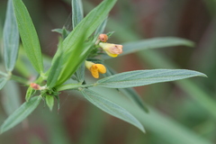 Stylosanthes fruticosa